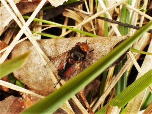 Gonia sp.